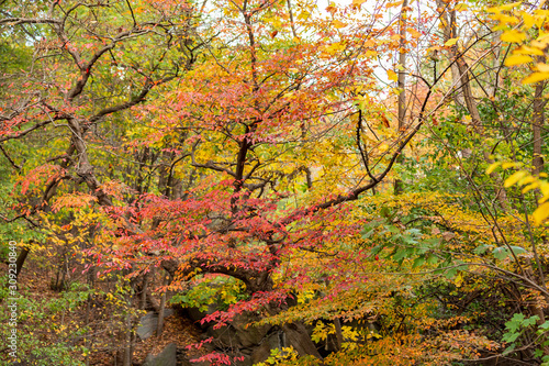 Peak Foliage of trees taken in Central Park  NY