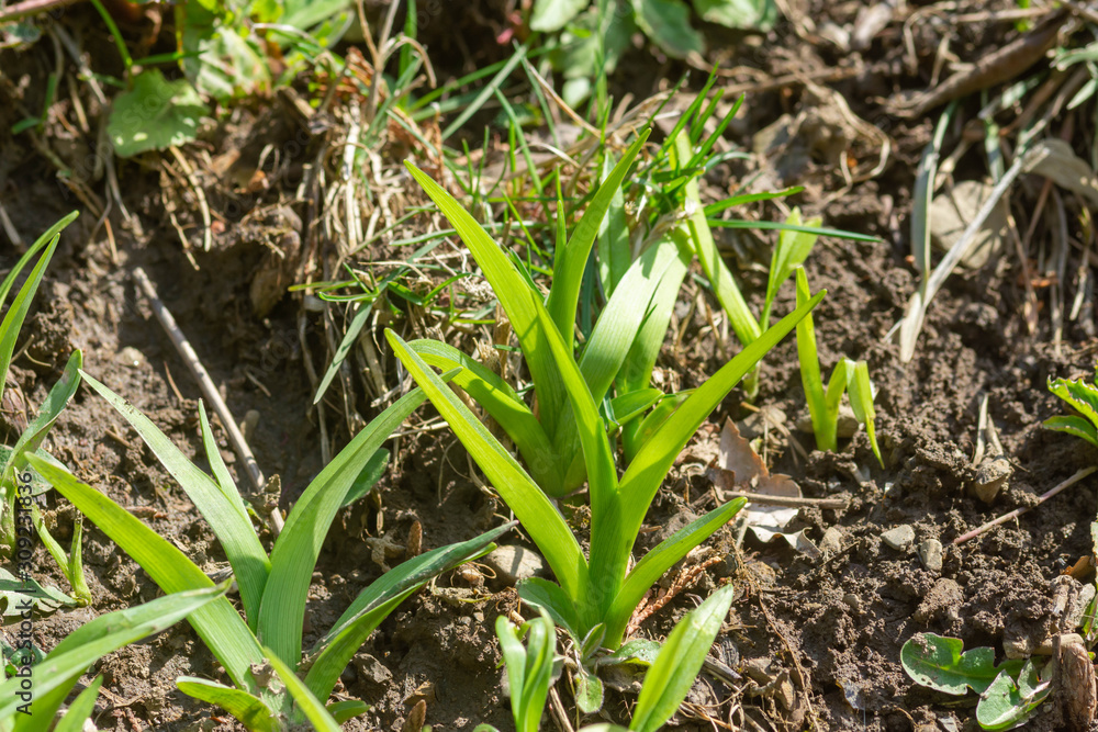 Fototapeta premium ヤブカンゾウの若芽