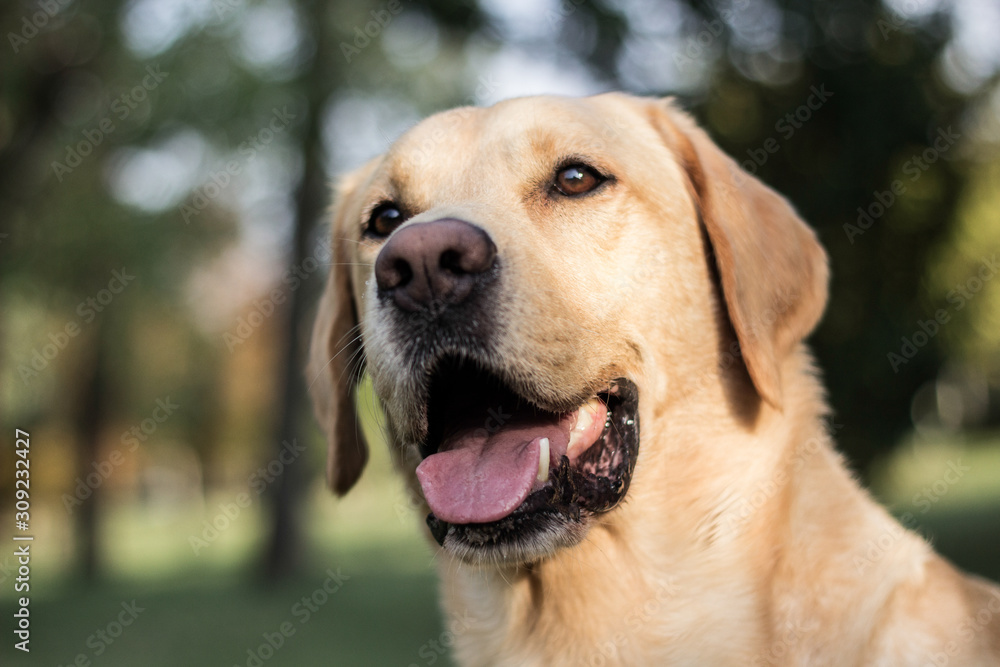 Smiling labrador dog in the city park portrait. Smiling and looking up, looking at camera