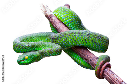 Fototapeta Large-eyed Pit Viper or Trimeresurus macrops, beautiful green snake coiling resting on tree branch with white background and clipping path