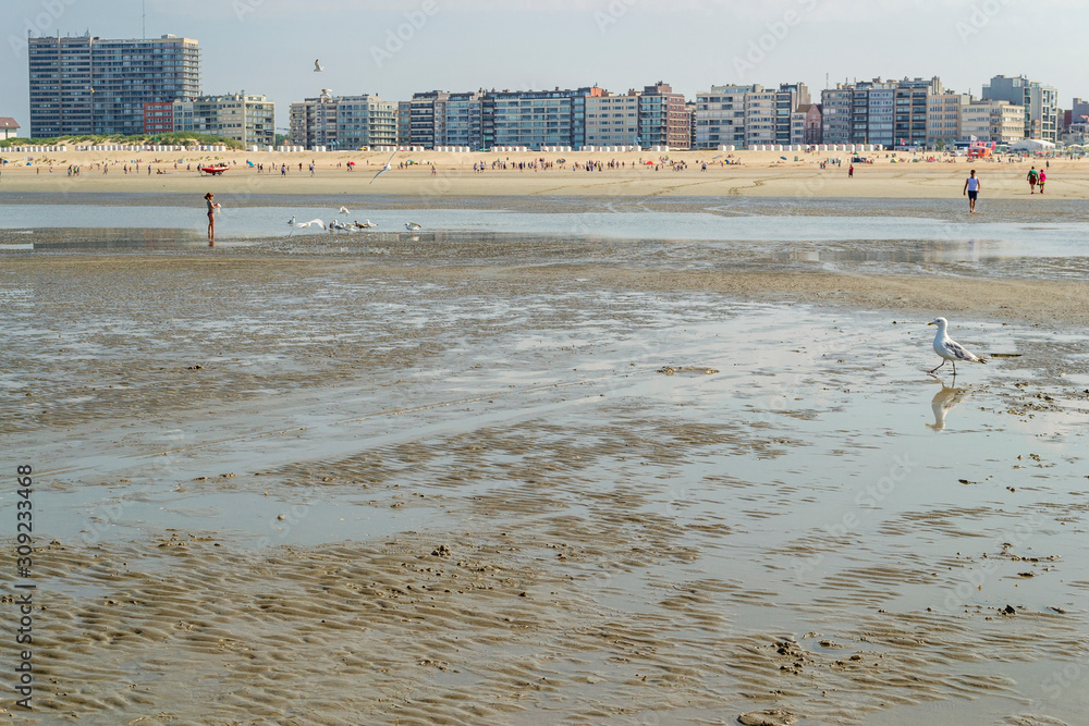 Marée basse à la côte Belge, plage, enfant et goélands Marée basse à la côte Belge, plage, enfant et goélands