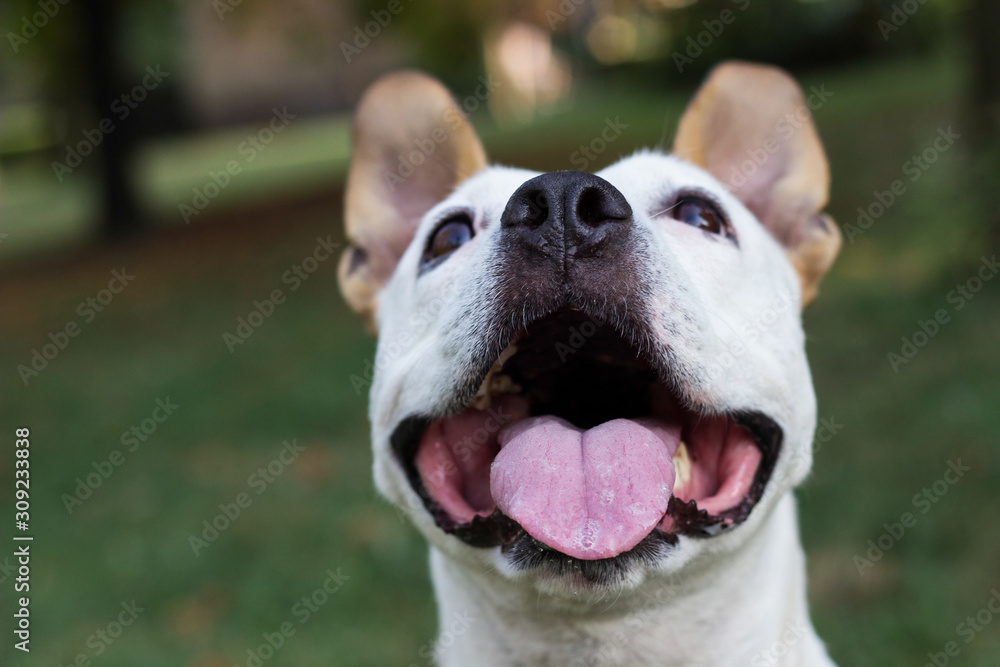 Happy Dog Portrait, springtime in the public park. Green bookeh background