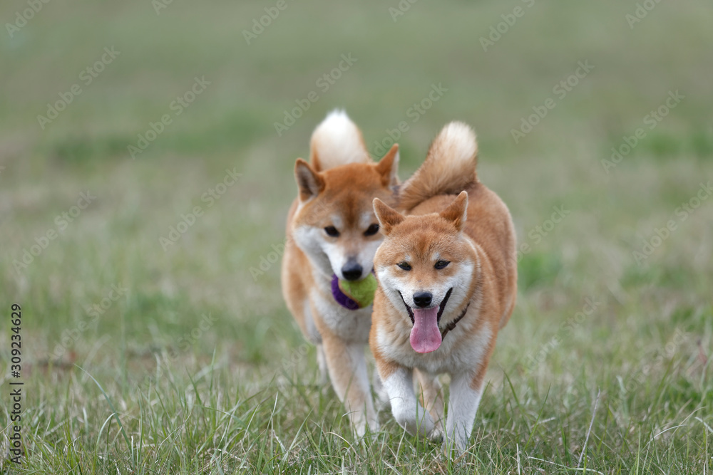 野原で遊んでいる柴犬の家族 野原で遊んでいる柴犬の家族