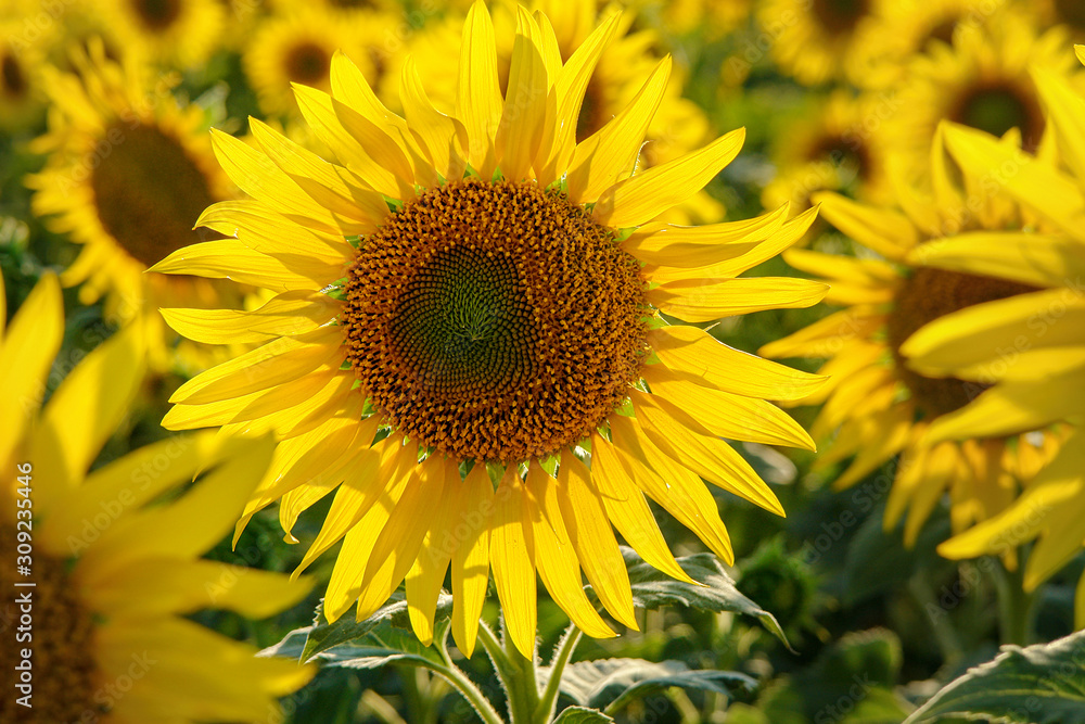 Yellow flower blooming sunflower on a natural background