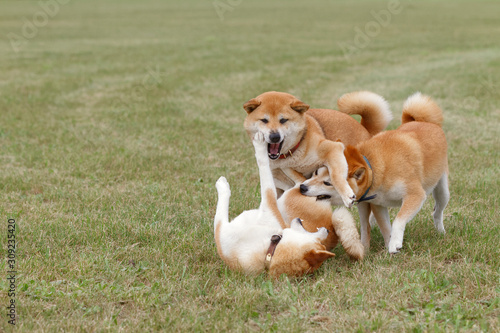 野原で遊んでいる柴犬の家族 © mannpuku
