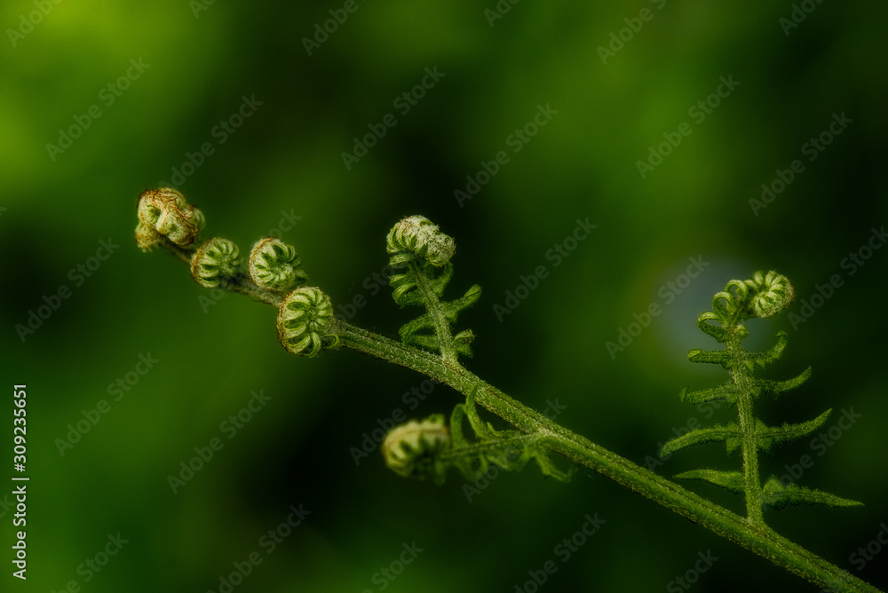 Fern starting to unfurl with green background Fern starting to unfurl with green background