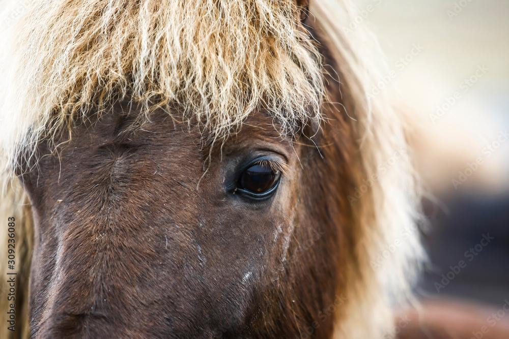 Gros plan sur l'oeil noir d'un cheval Islandais brun alezan et blanc