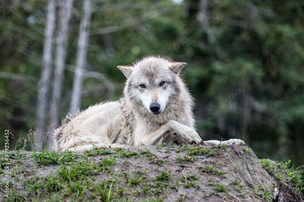 Fototapeta premium Lay down