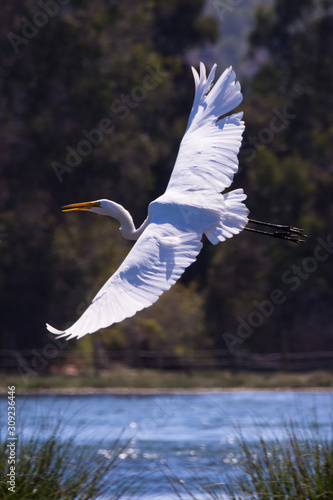 Great White Heron in flight in wetland of the VII region of Chile