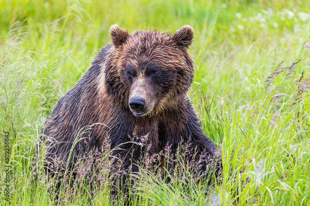 Fototapeta premium Relaxing Bear