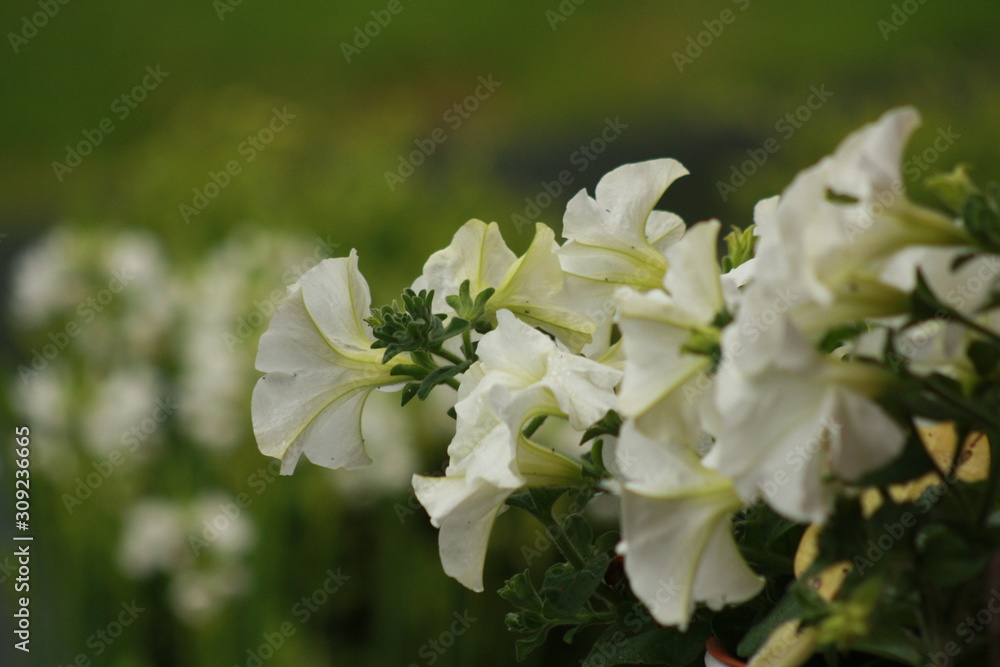 Campanilla en primavera Campanilla en primavera