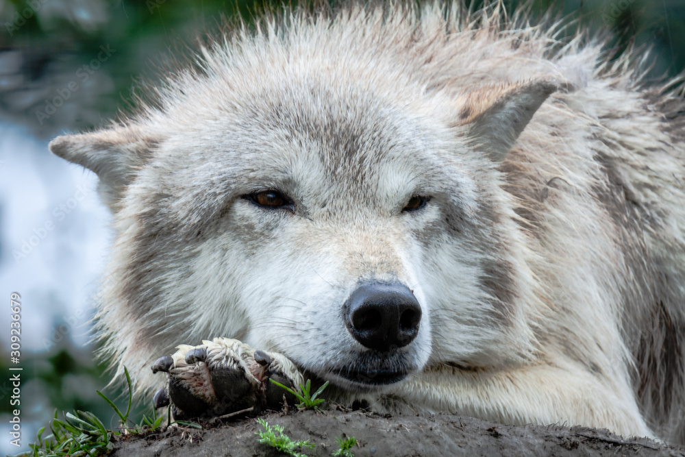 Wolf Portrait Wolf Portrait