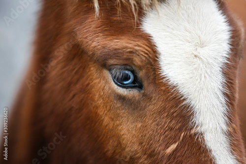 Gros plan sur l'oeil bleu clair d'un cheval Islandais brun alezan et blanc