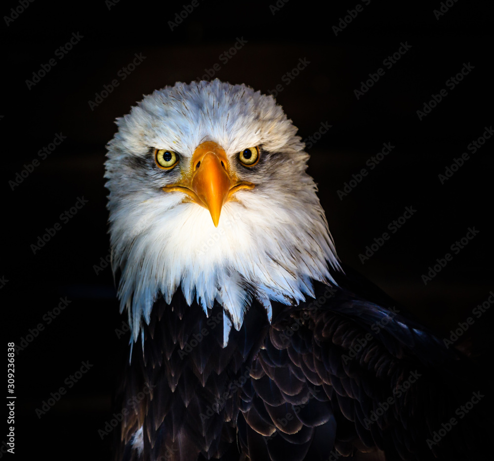 Fototapeta premium The View