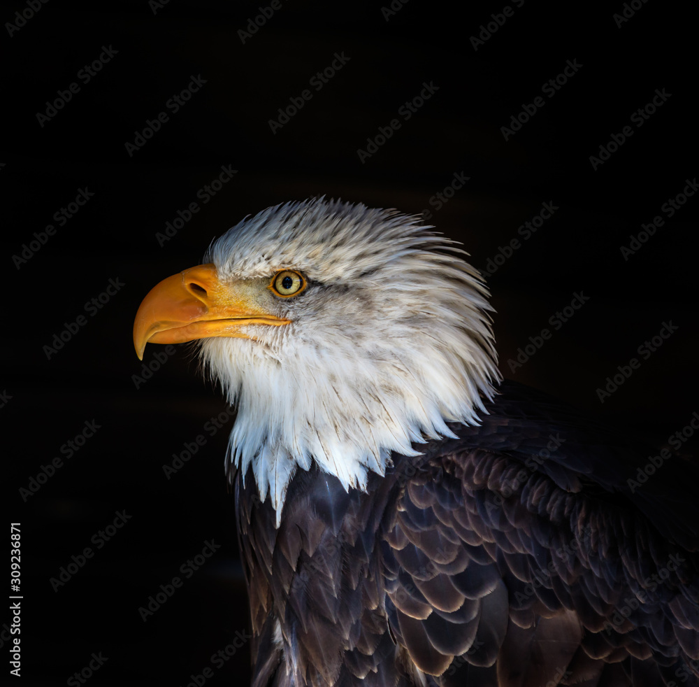 Bald Eagle Bald Eagle