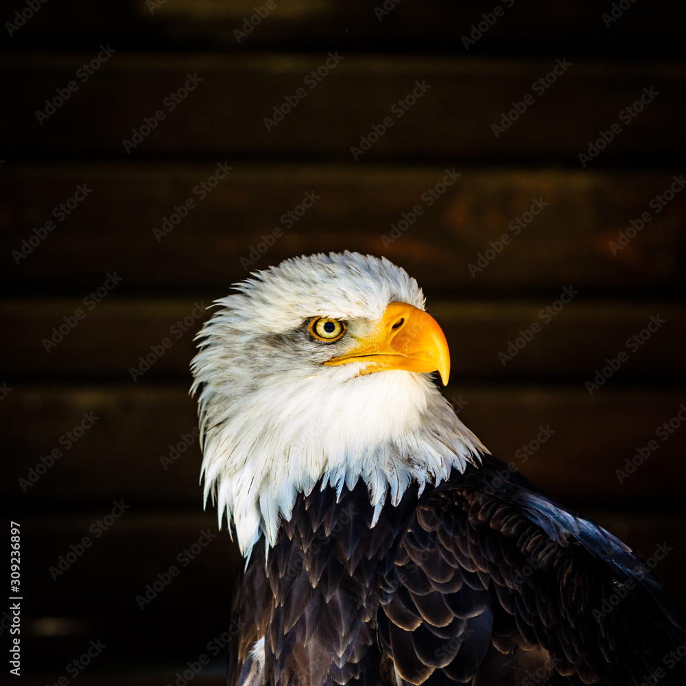 Obraz premium Bald Eagle Portrait