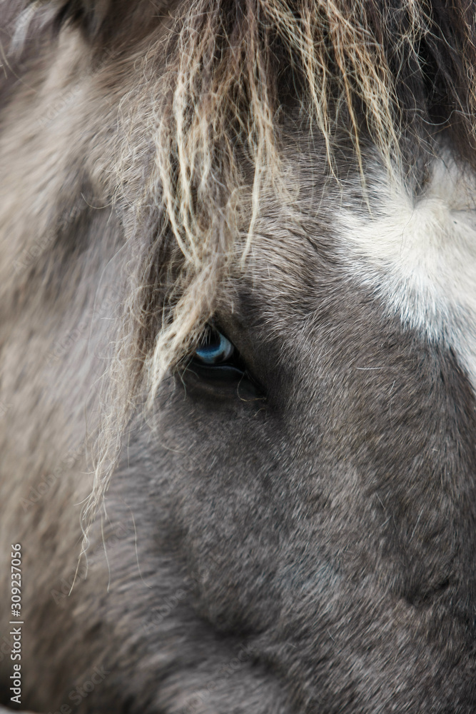 gros plan sur les yeux bleus d'un cheval islandais gris et cendré