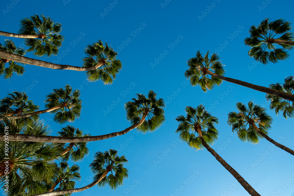 Obraz premium Palms swaying in the wind, sunset, low angle view , Malaga, Anadalucia, Spain