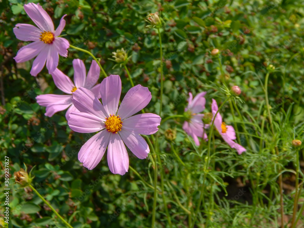 meadow covered in cosmos, a wildflower that covers the south african landscape in summer meadow covered in cosmos, a wildflower that covers the south african landscape in summer