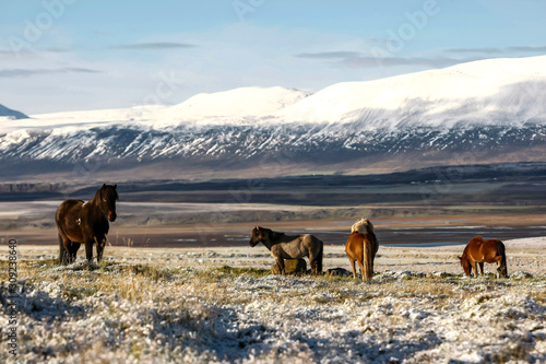 Troupeau de chevaux islandais en liberté sur une piste de terre en Islande