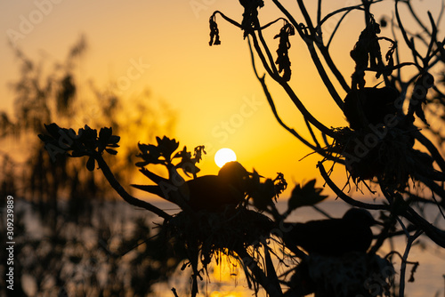 Golden glow of sunset behind silhouette bird photo
