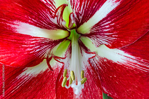 Amaryllis Barbados flower head closeup