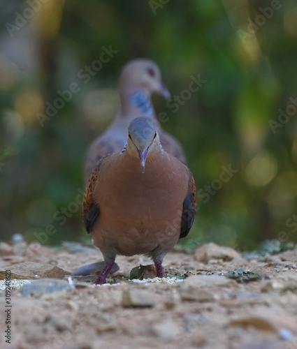 Dove in front of dove.
