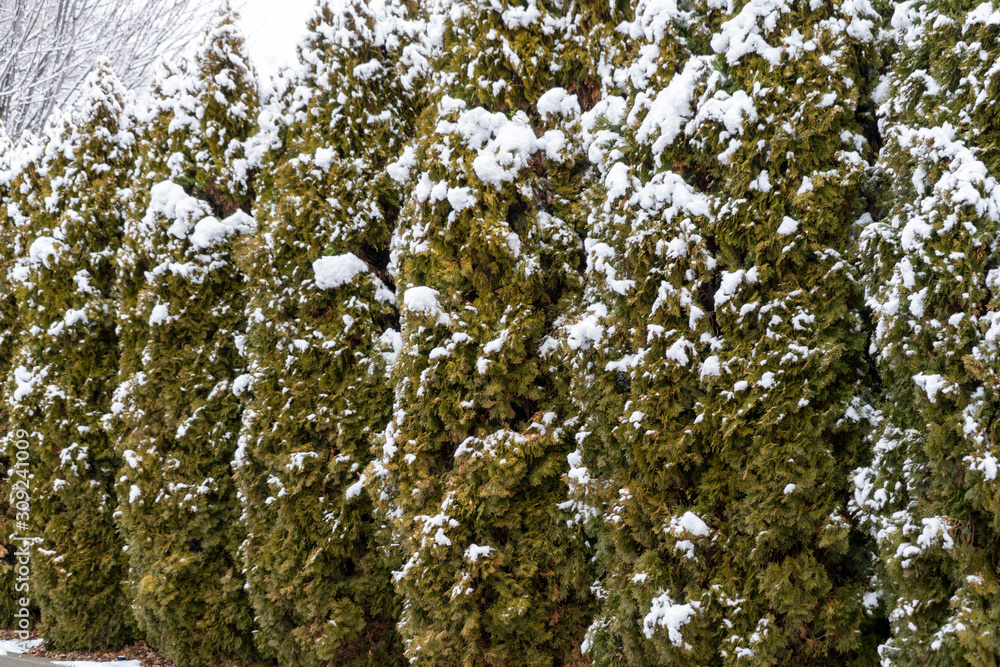 Snowy_Trees Snowy_Trees