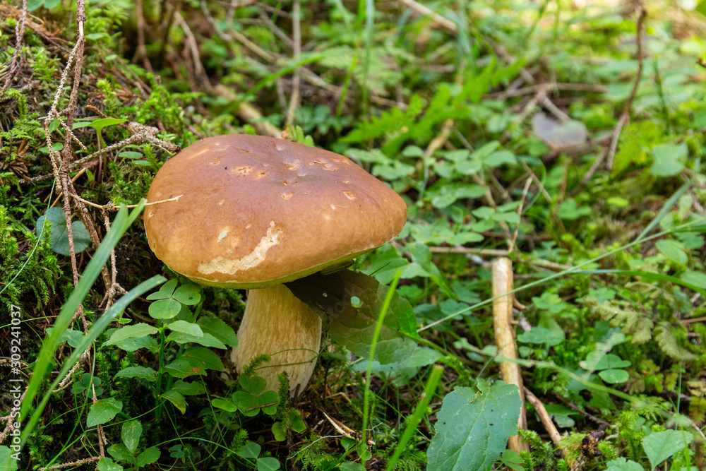 Fungo Porcino nel sottobosco