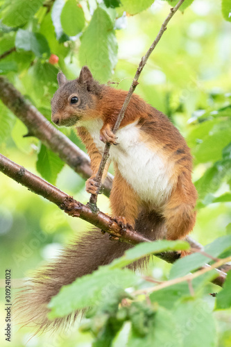 Young red squirrel in a cherry tree
