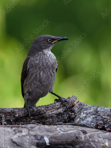 Bird on perch.