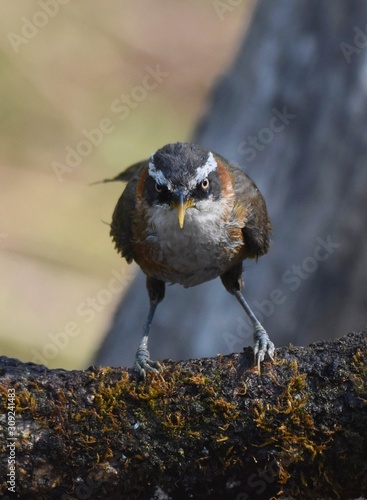 Aggressive bird.