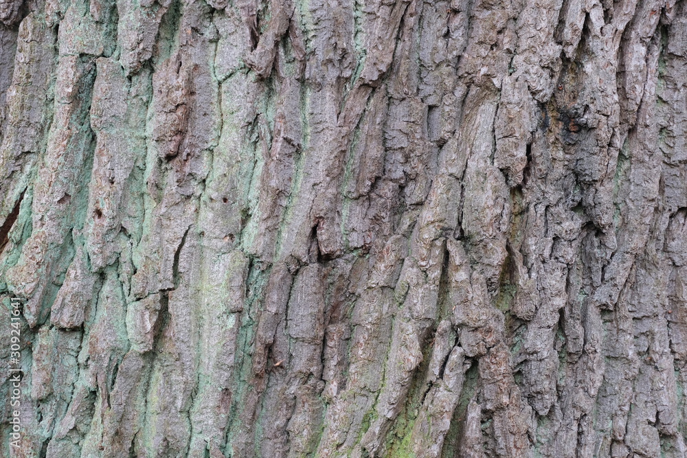 bark tree wood nature background bark tree wood nature background