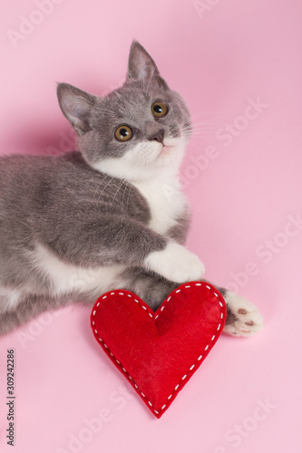 Grey kitten plays with red heart on a pink background. The concept of a Valentine's Day card.