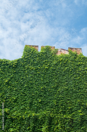 Old house wall covered with green creeping plants as floral background