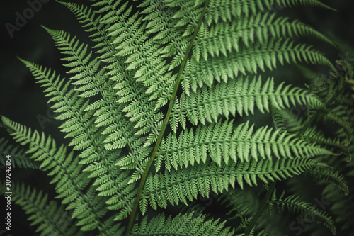 Close up of natural green fern leaves in the rainy forest.