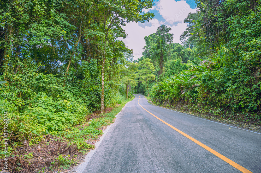 Road in the middle of the rainforest