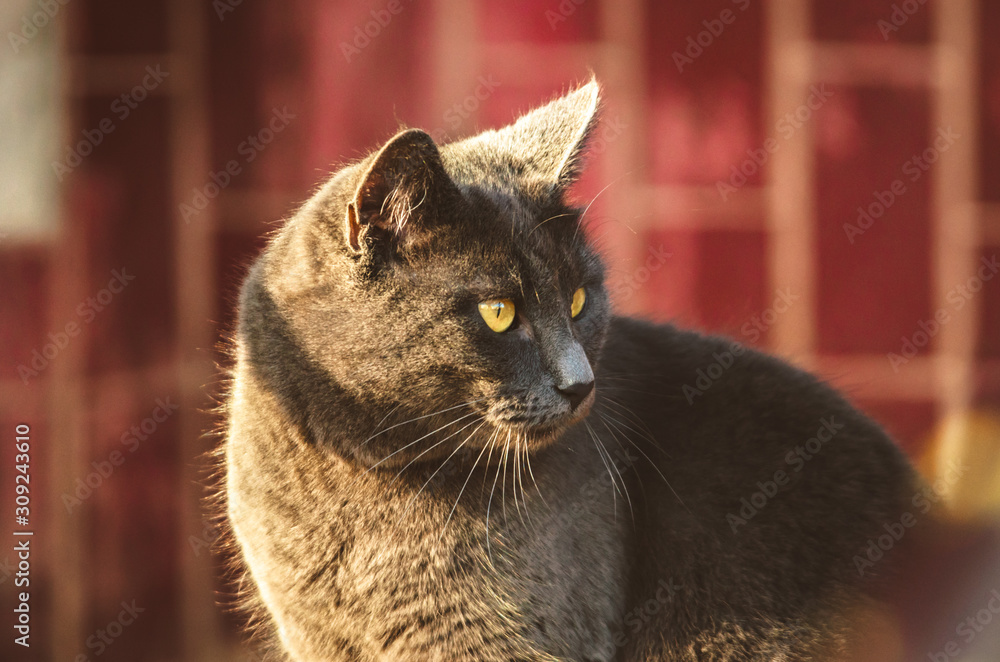 Gray cat in the winter sun, a close portrait in a residential quarter near the entrance