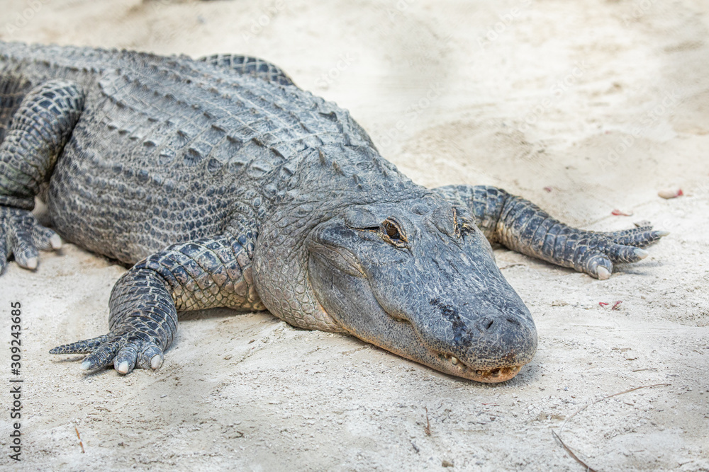 Alligator head. Everglades National Park. Florida. USA. Alligator head. Everglades National Park. Florida. USA.