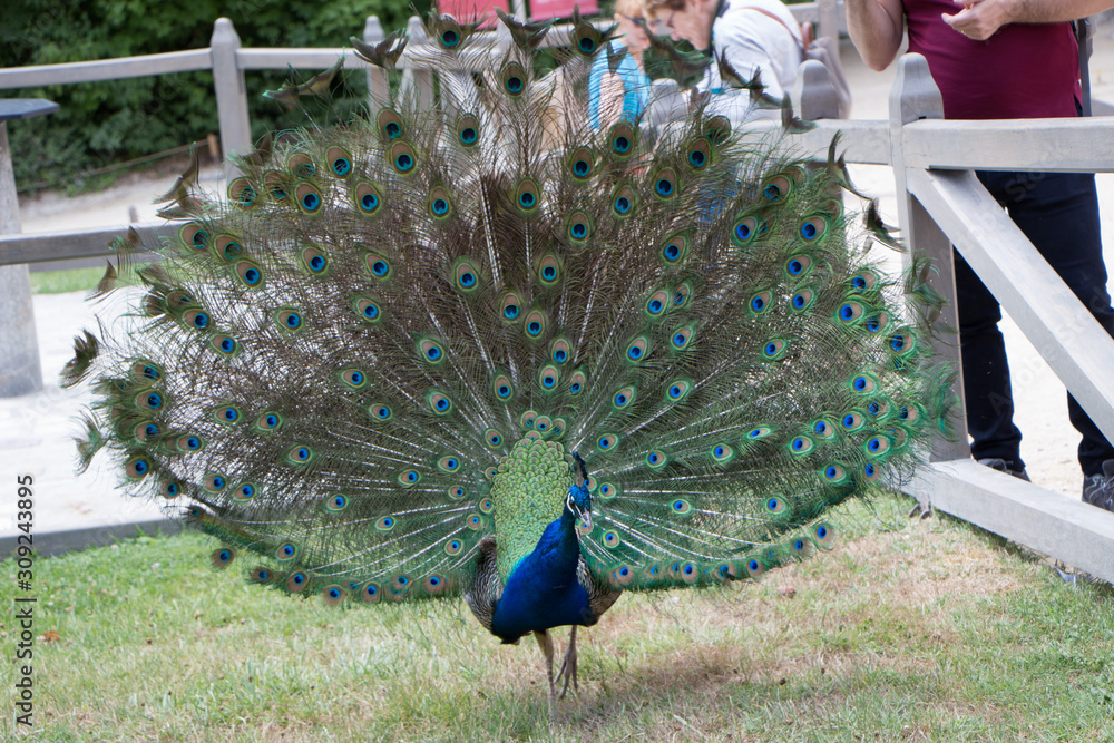 Obraz premium Pavo real