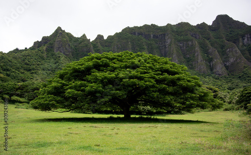 Monkeypod tree with Mountains North Shore Oahu, Hawaii