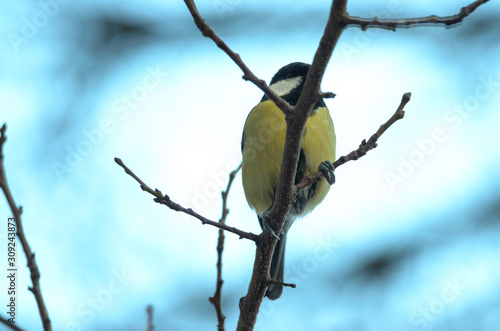 Titmouse sits on a winter branch in cold weather, photo in the form of a banner photo