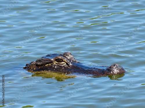 Alligator head in blue water in Georgia