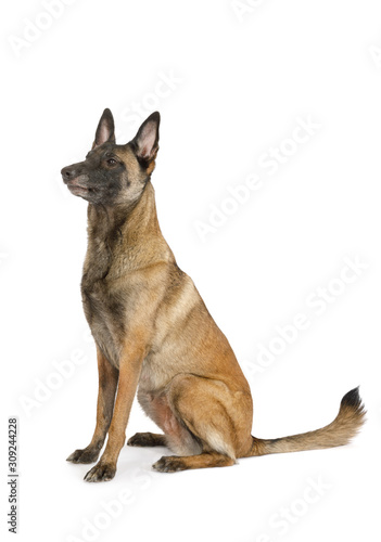 Purebred Belgian shepherd dog Malinois sitting on a white © Alexey Kuznetsov