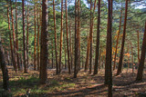 Bosque de Sierra de Guadarrama / Sierra de Guadarrama Forest. Cercedilla. Madrid