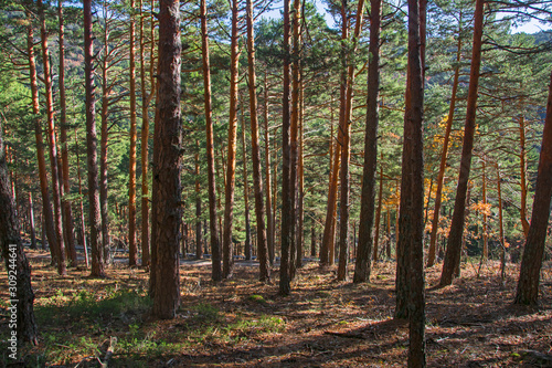 Bosque de Sierra de Guadarrama / Sierra de Guadarrama Forest. Cercedilla. Madrid photo