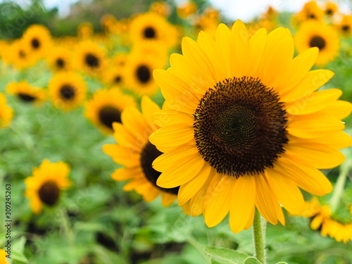 sunflower field of sunflowers