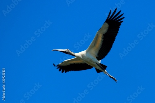 Wood stork in flight with wings spread against blue sky in Georgia