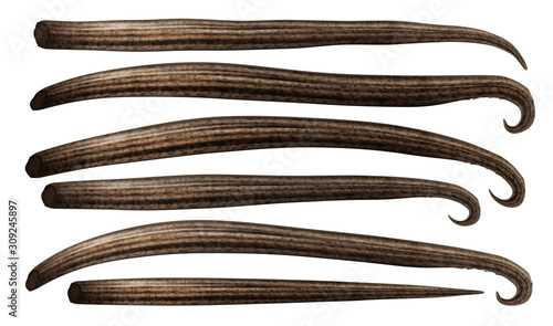 Set of dried organc vanilla sticks isolated on white background. Realistic. Gradient mesh used. Vector illustration.