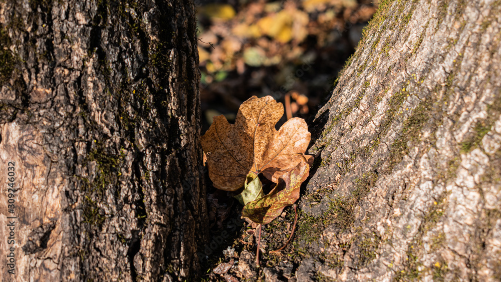 Fototapeta premium a single leaf growing from a tree bark on a fall day. the last leaf of a tree.the transition from autumn to winter.closeup macro shoot of the subject in the middle isolated on blurry background